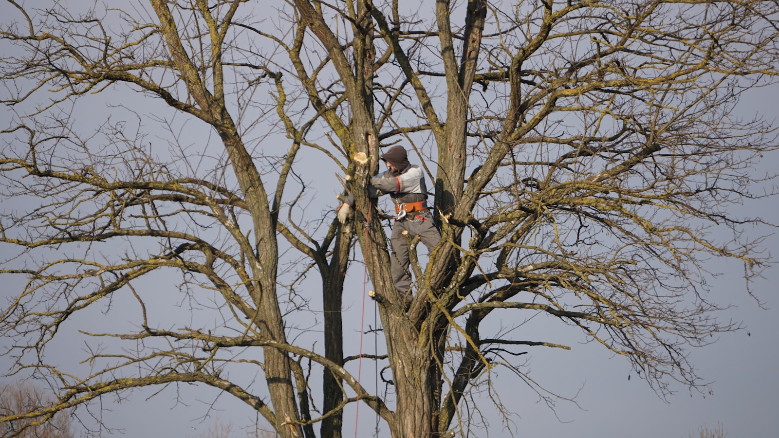 Certified arborist trimming a tree in Metro Atlanta