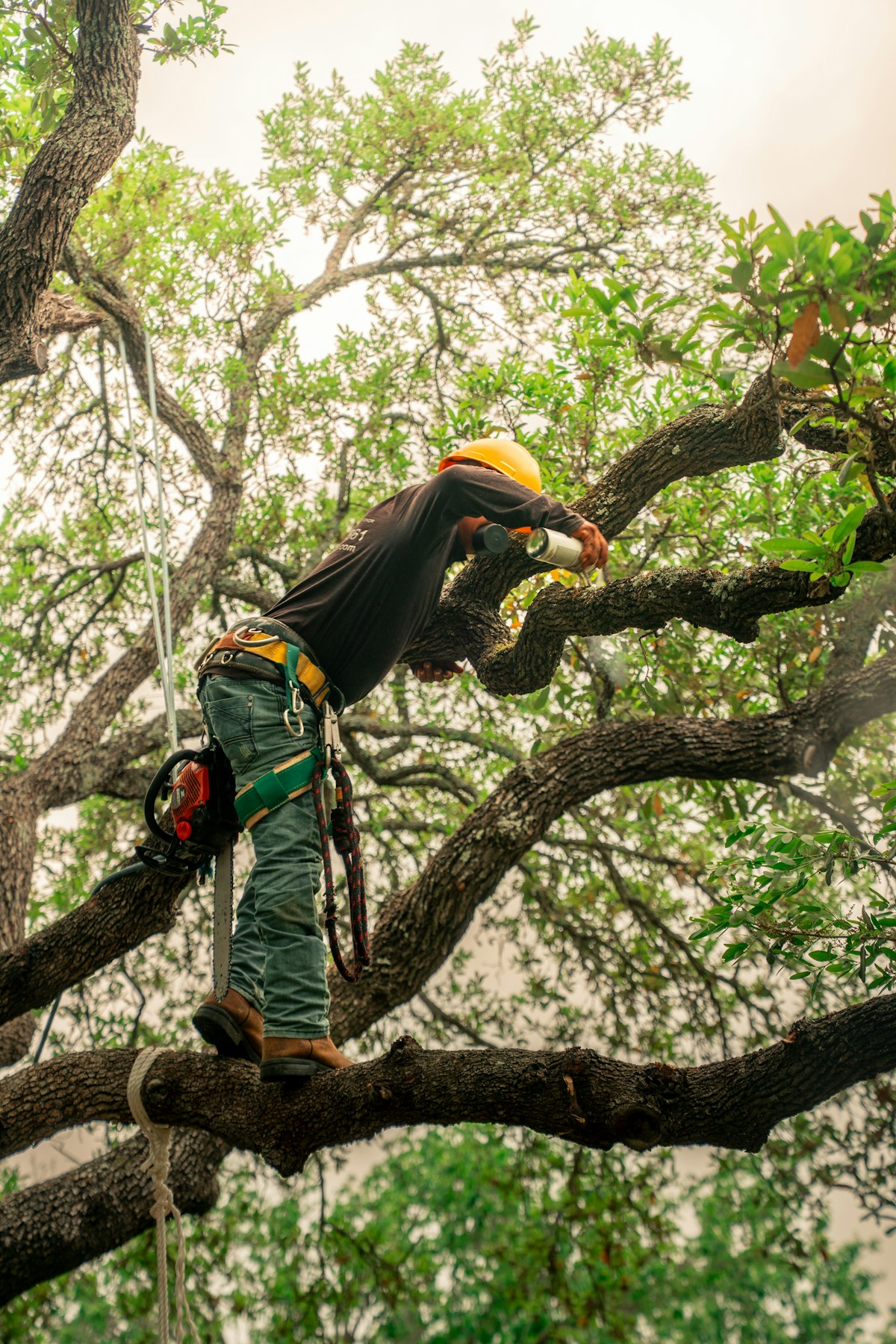 Tree Trimming & Pruning